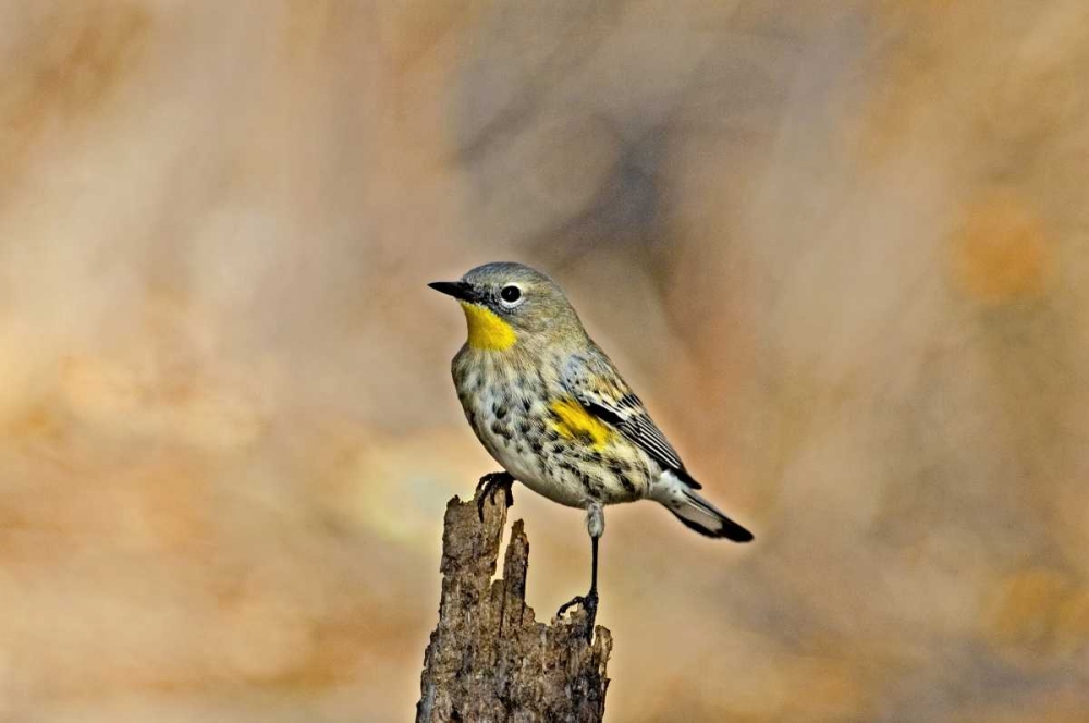 Wall Art Painting id:135815, Name: CA, Los Angeles Male yellow-rumped warbler, Artist: Welling, Dave