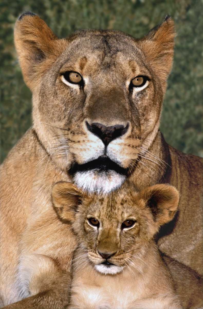 Wall Art Painting id:135907, Name: CA, Los Angeles, African lioness mother and cub, Artist: Welling, Dave