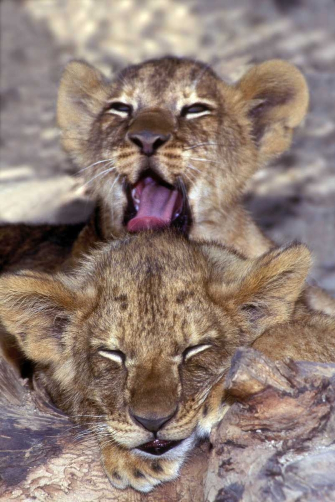 Wall Art Painting id:135780, Name: CA, Los Angeles Co, African lion cubs, Artist: Welling, Dave