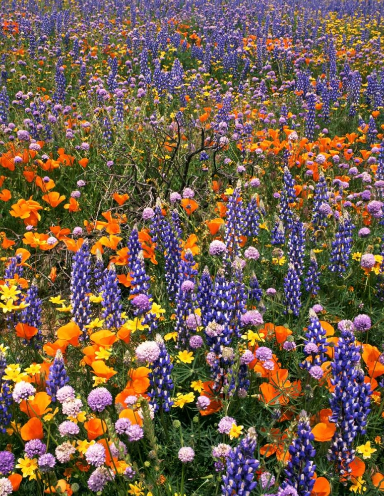 Wall Art Painting id:135893, Name: CA, Gorman Field of poppies and lupine flowers, Artist: Welling, Dave