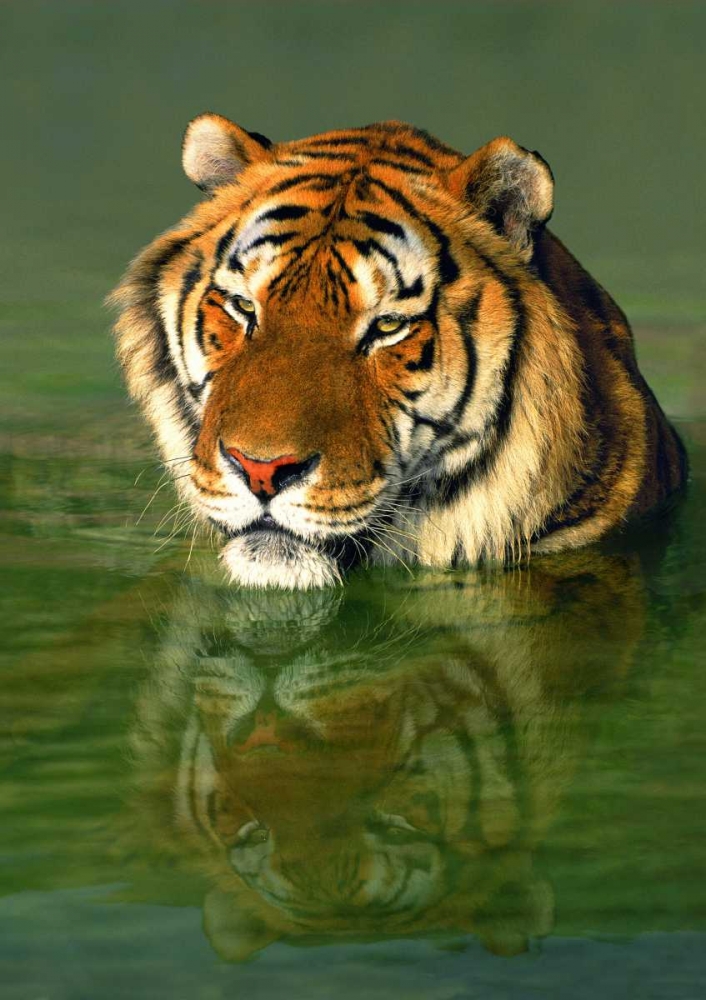 Wall Art Painting id:135803, Name: CA, Los Angeles Co, Bengal tiger in water, Artist: Welling, Dave