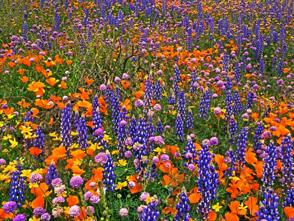 Wall Art Painting id:135781, Name: CA, Gorman Field of colorful flowers, Artist: Welling, Dave