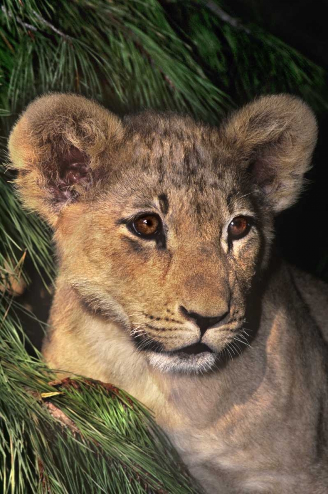 Wall Art Painting id:135777, Name: CA, Los Angeles Co, African lion cub, Artist: Welling, Dave