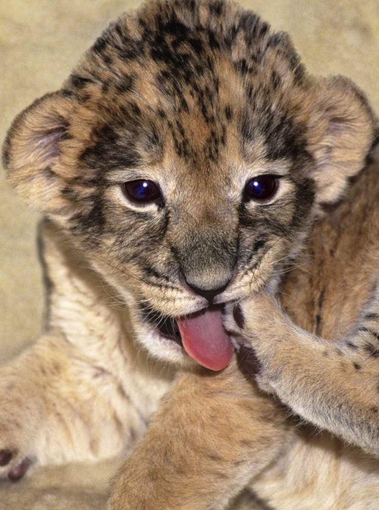 Wall Art Painting id:135858, Name: CA, Los Angeles Co, African lion cub playing, Artist: Welling, Dave