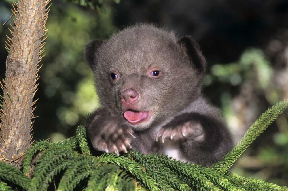 Wall Art Painting id:135830, Name: CA, Los Angeles Co, American black bear cub, Artist: Welling, Dave