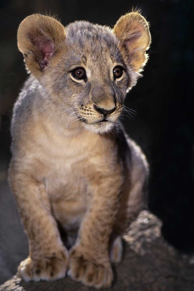 Wall Art Painting id:135848, Name: CA, Los Angeles Co, African lion cub on rock, Artist: Welling, Dave