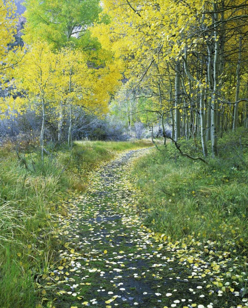 Wall Art Painting id:128106, Name: CA, Eastern Sierra Leaf-covered path into forest, Artist: Flaherty, Dennis