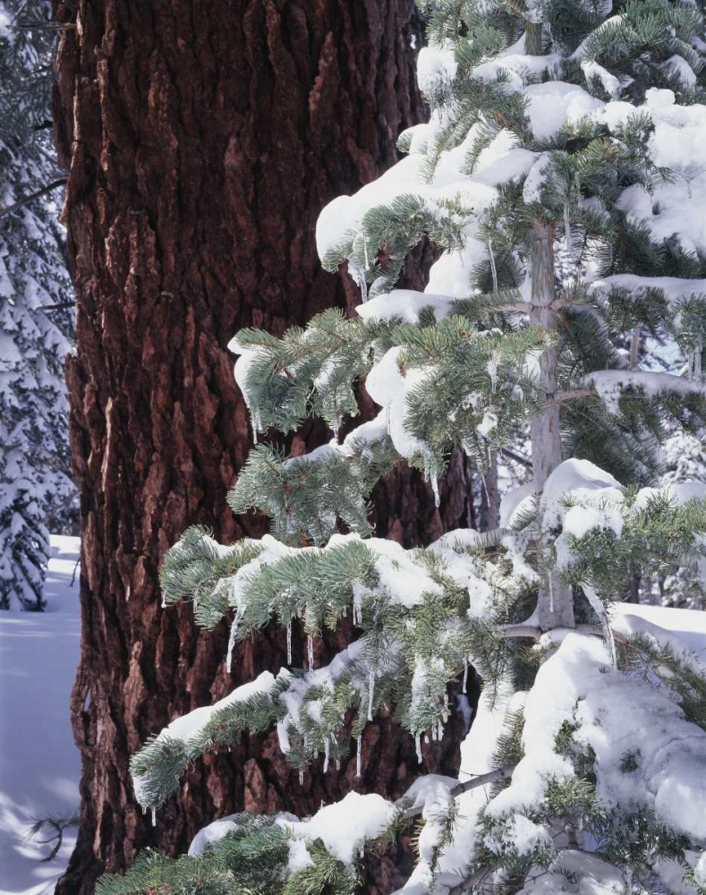 Wall Art Painting id:134978, Name: CA, Sierra Nevada Snow-covered red fir trees, Artist: Talbot Frank, Christopher