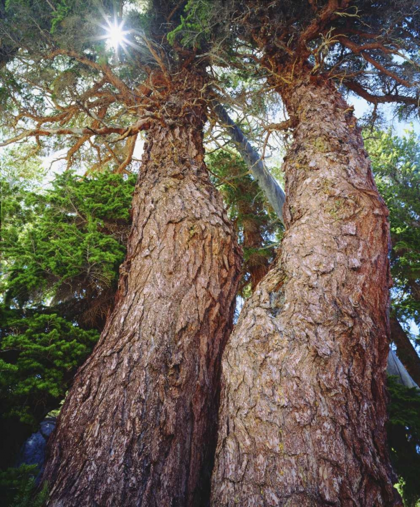 Wall Art Painting id:134763, Name: California, Sierra Nevada Red fir trees, Artist: Talbot Frank, Christopher