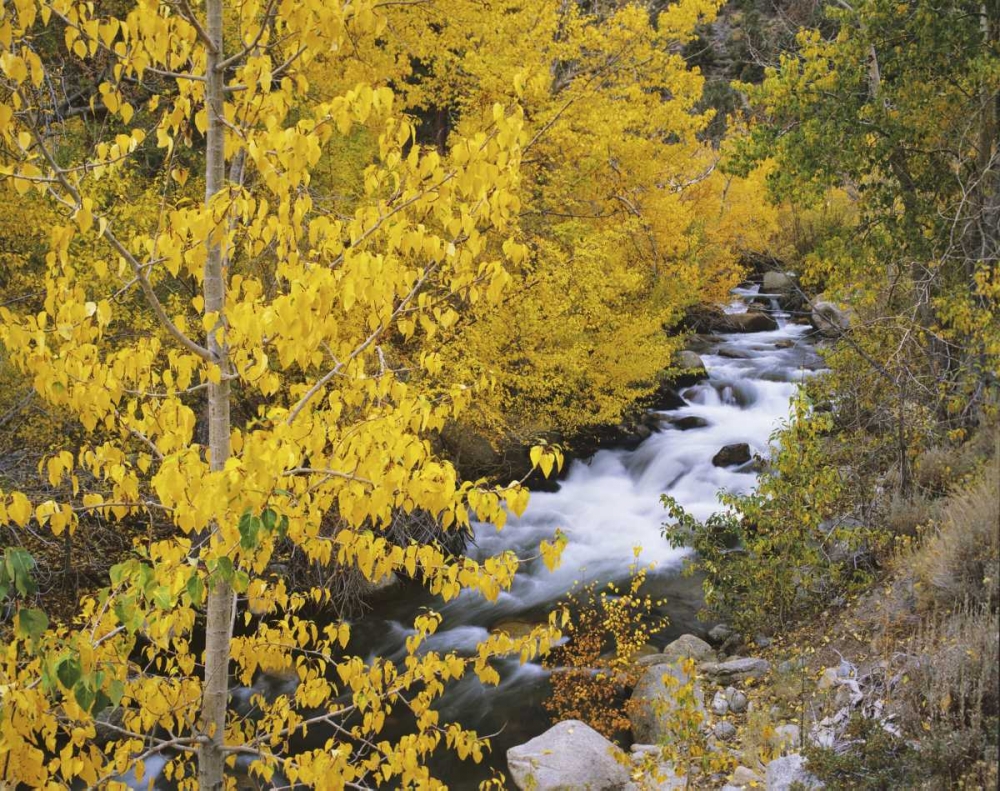 Wall Art Painting id:127639, Name: California Bishop Creek and aspens in autumn, Artist: Flaherty, Dennis