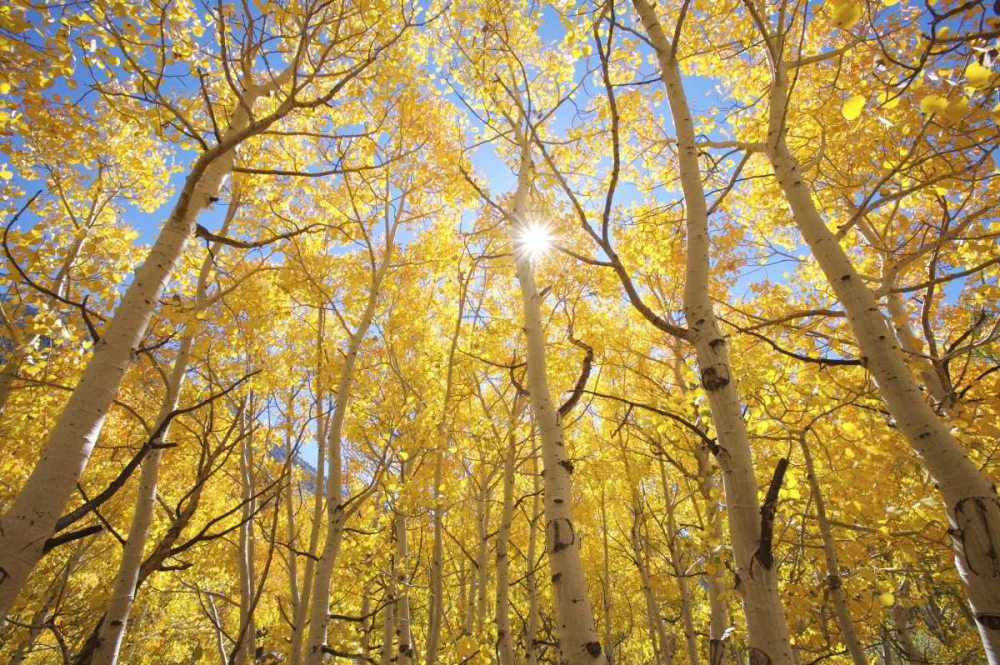 Wall Art Painting id:135013, Name: CA, Sierra Nevada Fall colors of aspen trees, Artist: Talbot Frank, Christopher