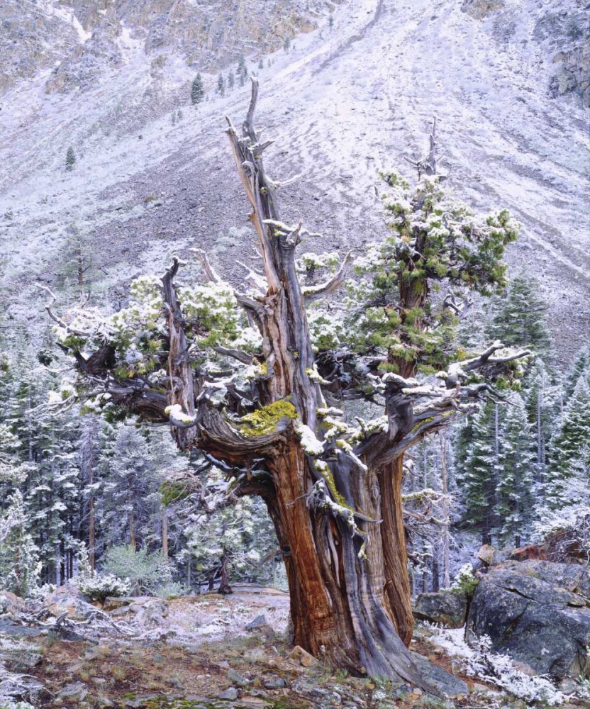 Wall Art Painting id:134710, Name: CA, Sierra Nevada Snow-covered trees, Artist: Talbot Frank, Christopher