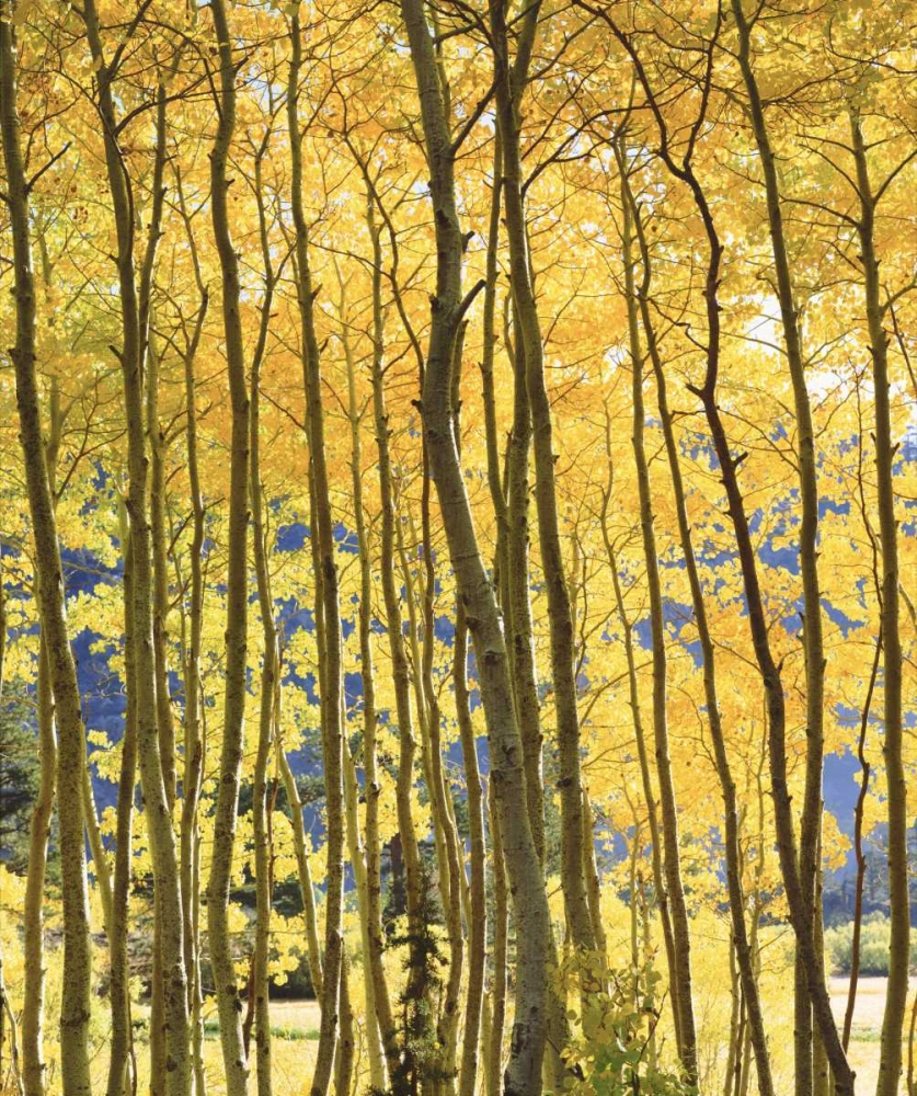 Wall Art Painting id:135006, Name: CA, Sierra Nevada Fall colors of aspen trees, Artist: Talbot Frank, Christopher