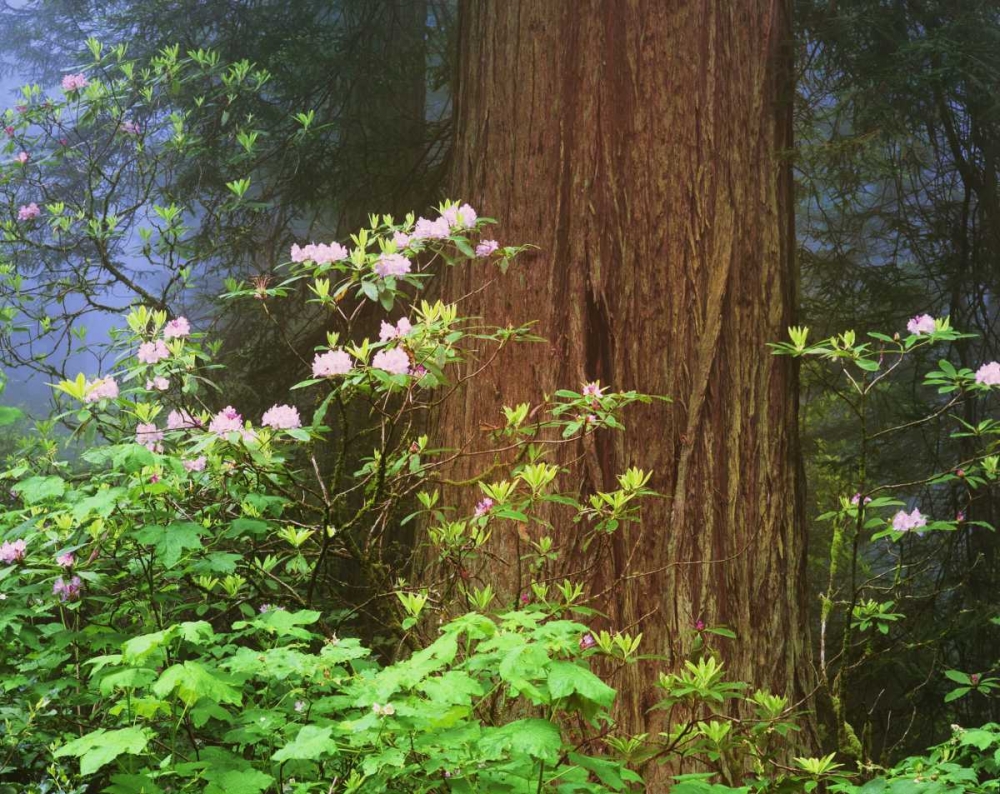 Wall Art Painting id:127436, Name: CA, Redwoods NP Blooming rhododendrons, Artist: Flaherty, Dennis