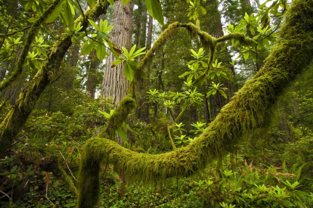 Wall Art Painting id:128829, Name: CA, Redwoods NP Rhododendron branches, Artist: Illg, Cathy and Gordon