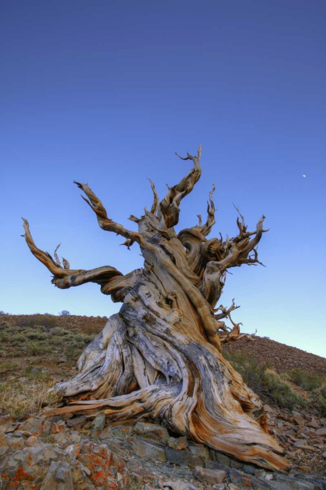 Wall Art Painting id:127610, Name: CA, White Mts Ancient bristlecone pine tree, Artist: Flaherty, Dennis