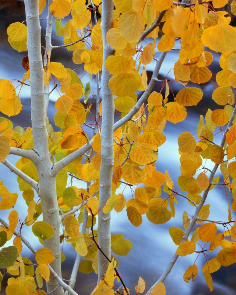 Wall Art Painting id:127439, Name: CA, Bishop Autumn leaves on aspen tree, Artist: Flaherty, Dennis