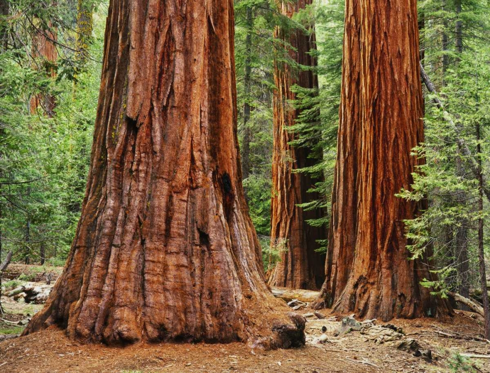 Wall Art Painting id:127920, Name: California, Yosemite NP Sequoia trees in forest, Artist: Flaherty, Dennis