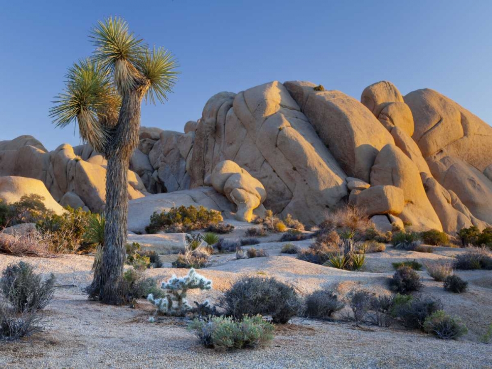 Wall Art Painting id:132397, Name: CA, Joshua Tree NP Joshua tree and boulders, Artist: Paulson, Don