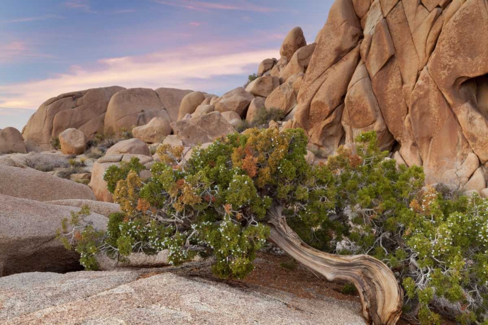 Wall Art Painting id:132739, Name: California, Joshua Tree NP Wind-blown juniper, Artist: Paulson, Don