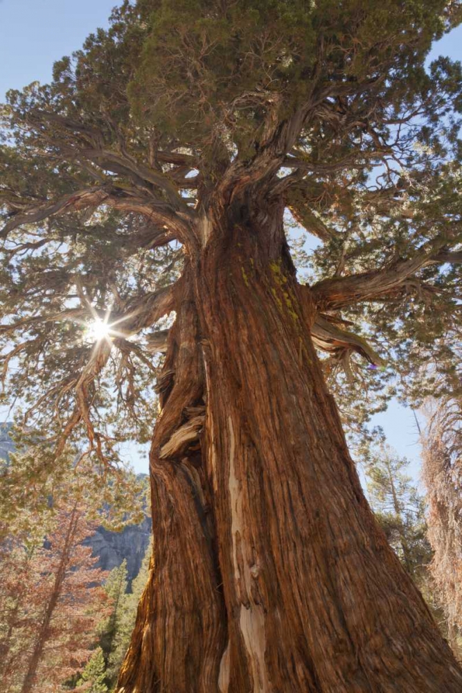 Wall Art Painting id:132781, Name: CA, Inyo NF Juniper tree on Shadow Lake trail, Artist: Paulson, Don