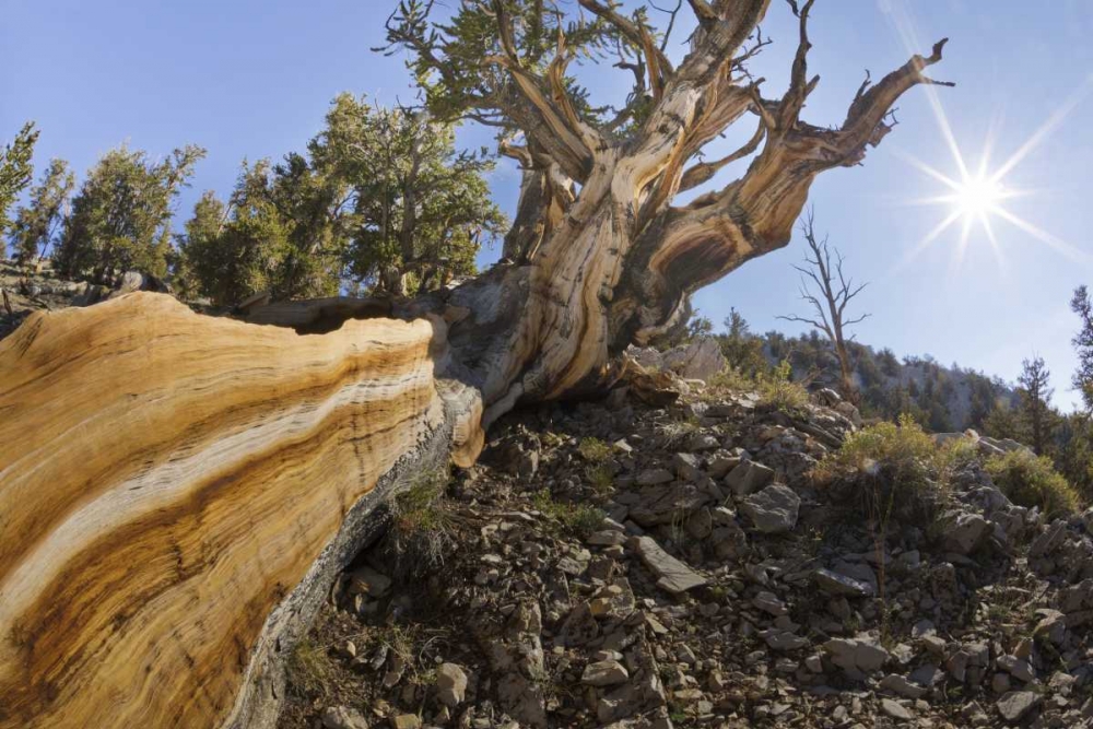 Wall Art Painting id:133457, Name: CA, Inyo NF Bristlecone pine tree in Pine Forest, Artist: Paulson, Don