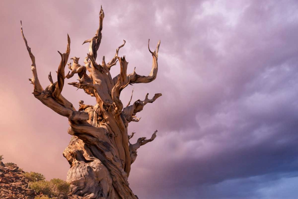 Wall Art Painting id:132538, Name: CA, Inyo NF, Bristlecone Forest The Sentinel, Artist: Paulson, Don