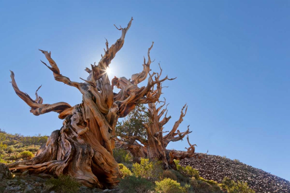 Wall Art Painting id:132539, Name: CA, Inyo NF, Bristlecone Forest The Sentinel, Artist: Paulson, Don