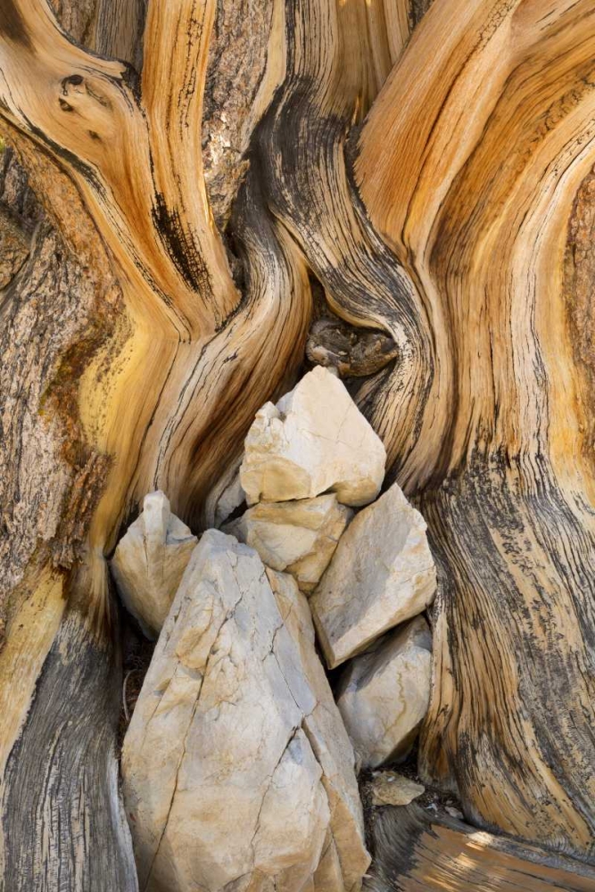 Wall Art Painting id:132753, Name: CA, Inyo NF Patterns in bristlecone pine wood, Artist: Paulson, Don