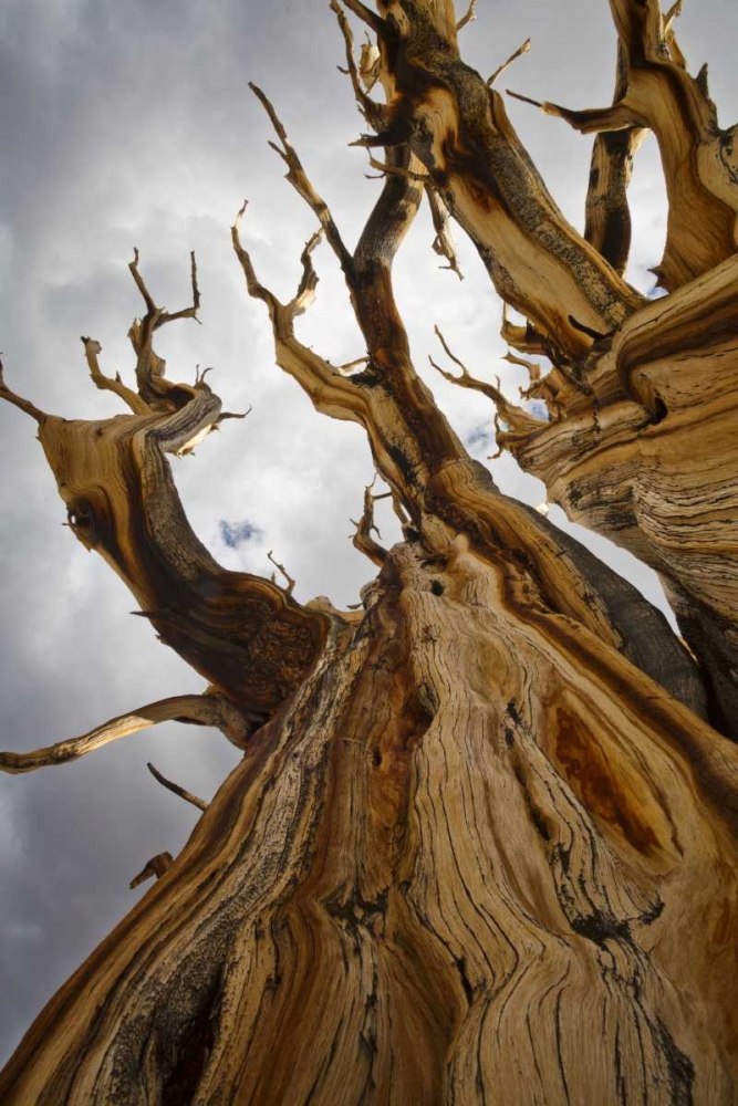 Wall Art Painting id:132533, Name: CA, Inyo NF  Ancient Bristlecone Pine Forest, Artist: Paulson, Don