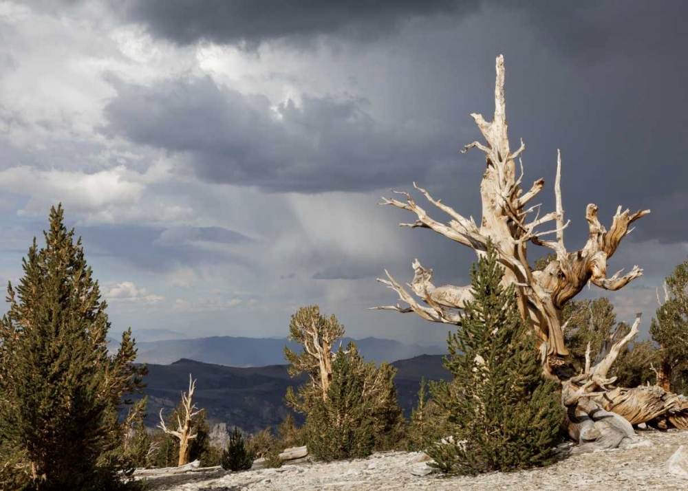 Wall Art Painting id:132285, Name: California, Inyo NF Bristlecone Pine Forest, Artist: Paulson, Don