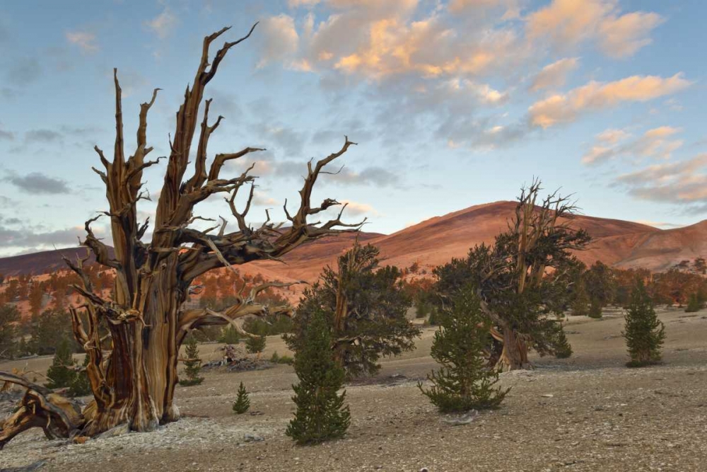 Wall Art Painting id:132286, Name: California, Inyo NF Bristlecone Pine Forest, Artist: Paulson, Don