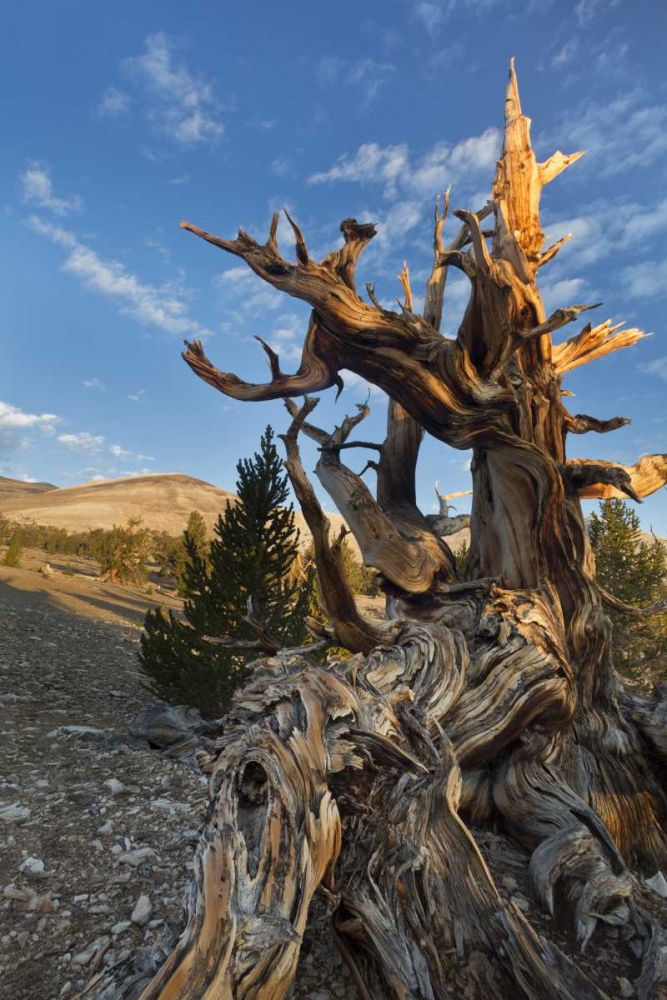 Wall Art Painting id:132534, Name: CA, Inyo NF  Ancient Bristlecone Pine Forest, Artist: Paulson, Don