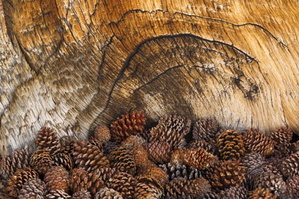 Wall Art Painting id:131768, Name: CA, Inyo NF Bristlecone pine cones, Artist: Paulson, Don