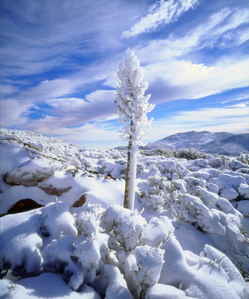 Wall Art Painting id:135051, Name: California, Anza-Borrego A snow covered yucca, Artist: Talbot Frank, Christopher