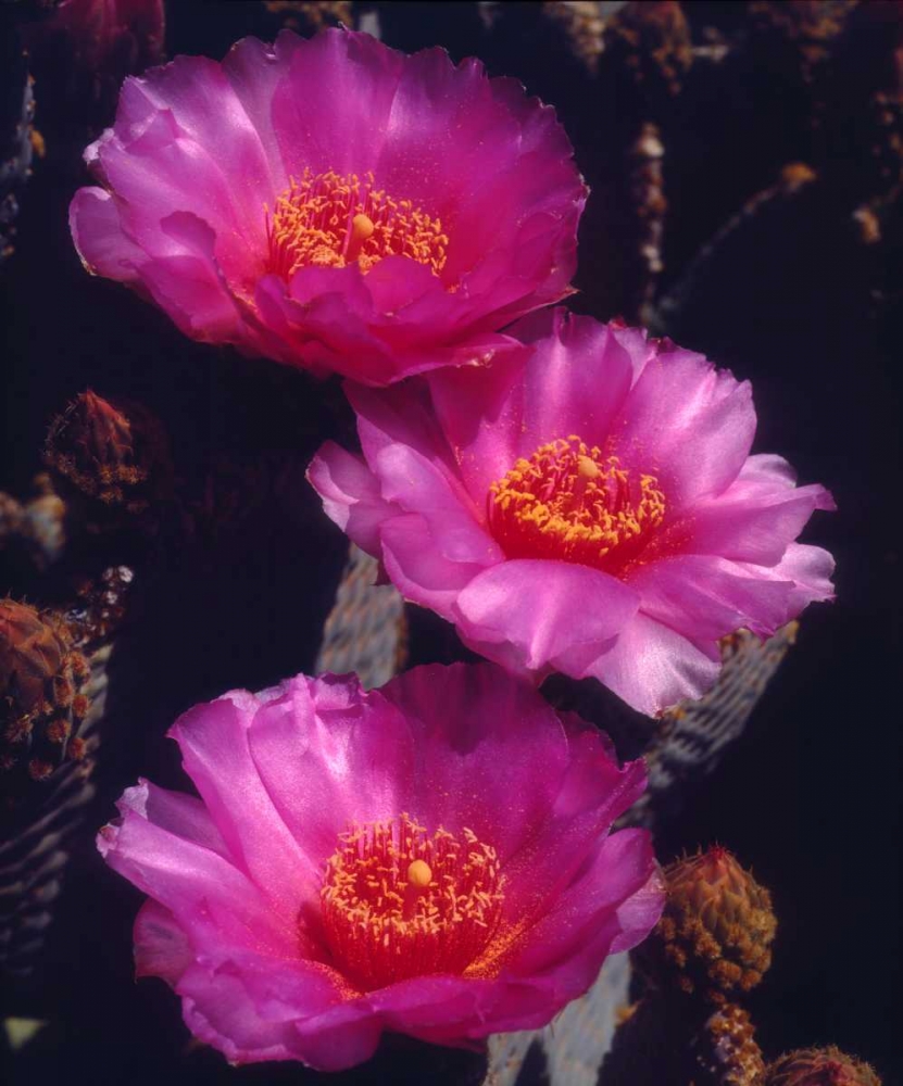 Wall Art Painting id:135359, Name: California, Anza-Borrego Desert Beavertail Cacti, Artist: Talbot Frank, Christopher