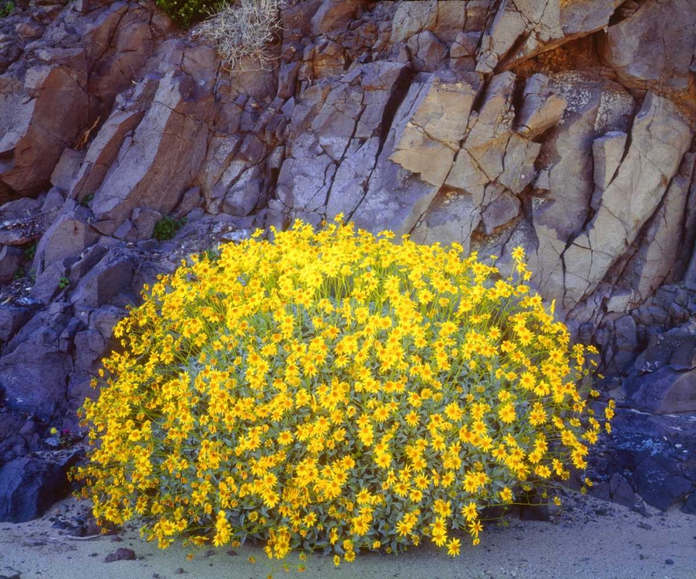 Wall Art Painting id:134973, Name: California, Anza-Borrego Brittlebush flowers, Artist: Talbot Frank, Christopher