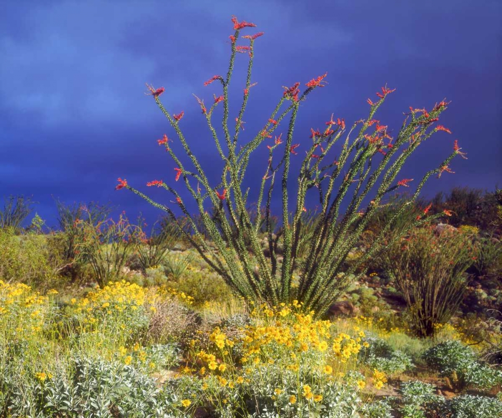 Wall Art Painting id:134814, Name: CA, Anza-Borrego Ocotillo and Brittlebush, Artist: Talbot Frank, Christopher