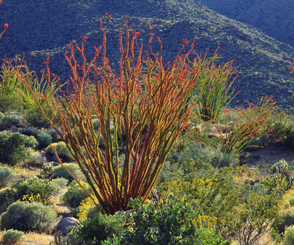 Wall Art Painting id:134812, Name: California, Anza-Borrego Ocotillo flowers, Artist: Talbot Frank, Christopher