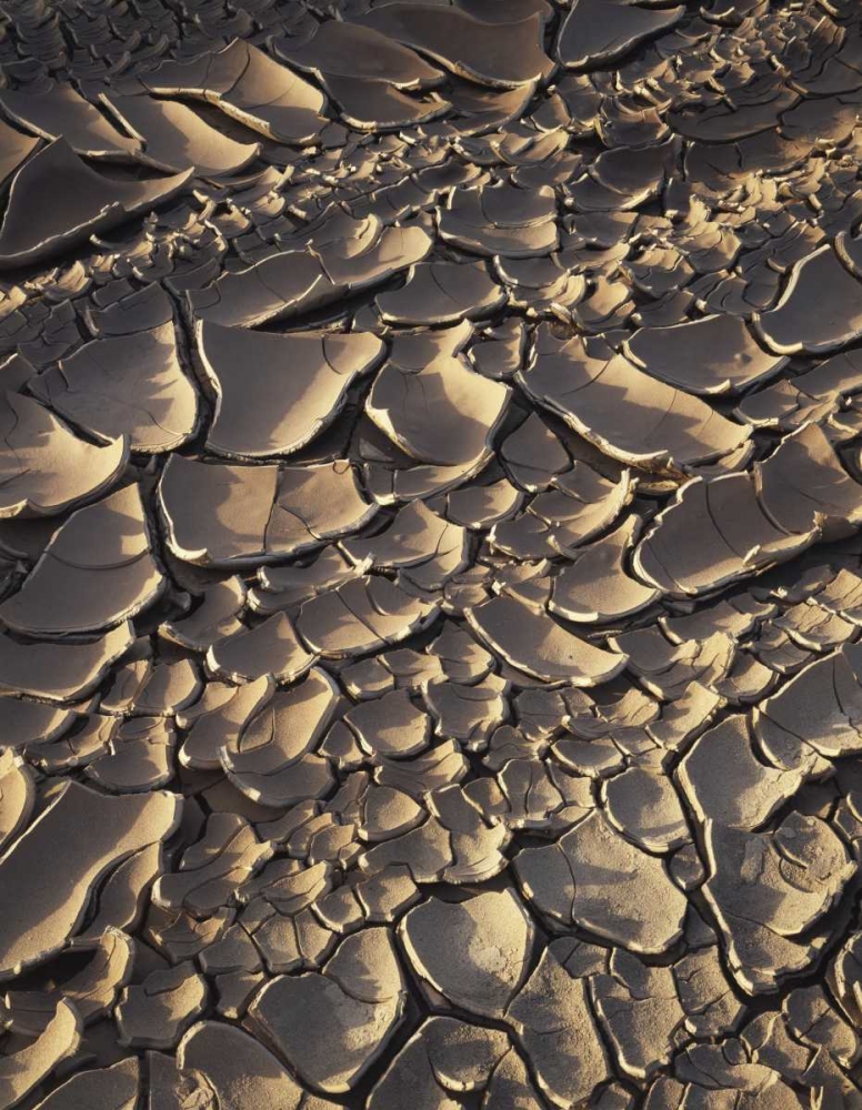 Wall Art Painting id:135362, Name: California, Anza-Borrego Patterns of Cracked Mud, Artist: Talbot Frank, Christopher