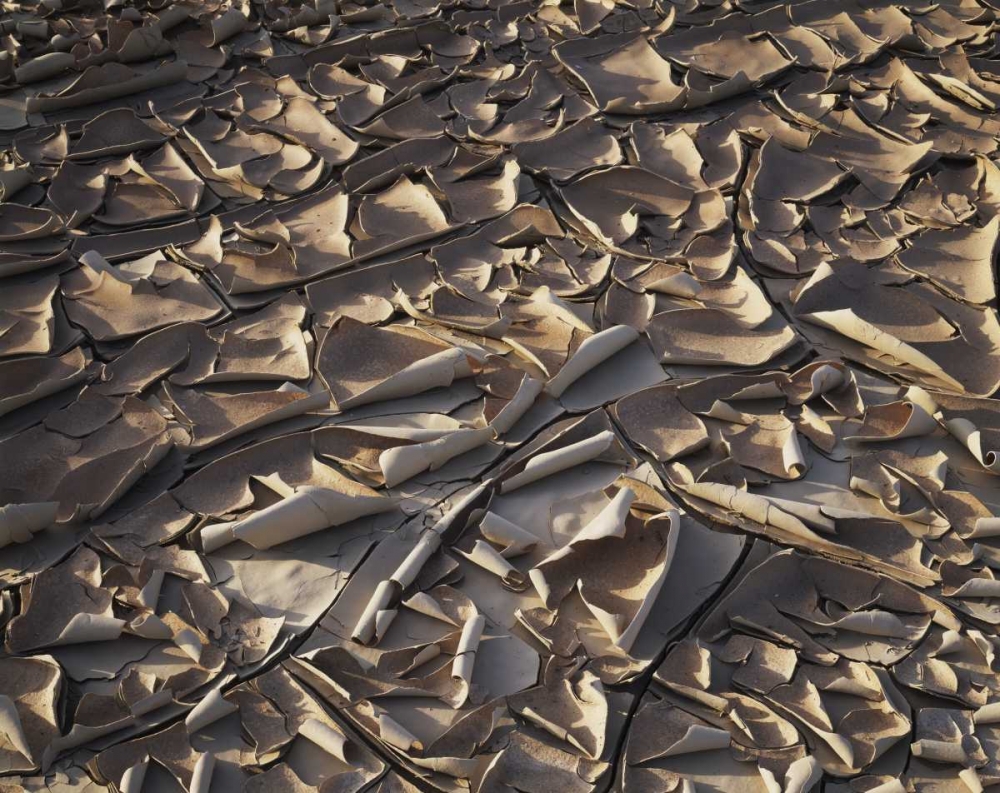 Wall Art Painting id:135363, Name: California, Anza-Borrego Patterns of Cracked Mud, Artist: Talbot Frank, Christopher