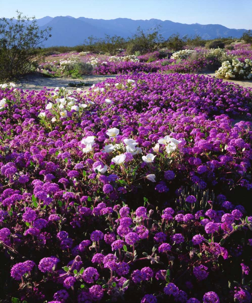 Wall Art Painting id:134701, Name: CA, Anza-Borrego Desert wildflowers, Artist: Talbot Frank, Christopher