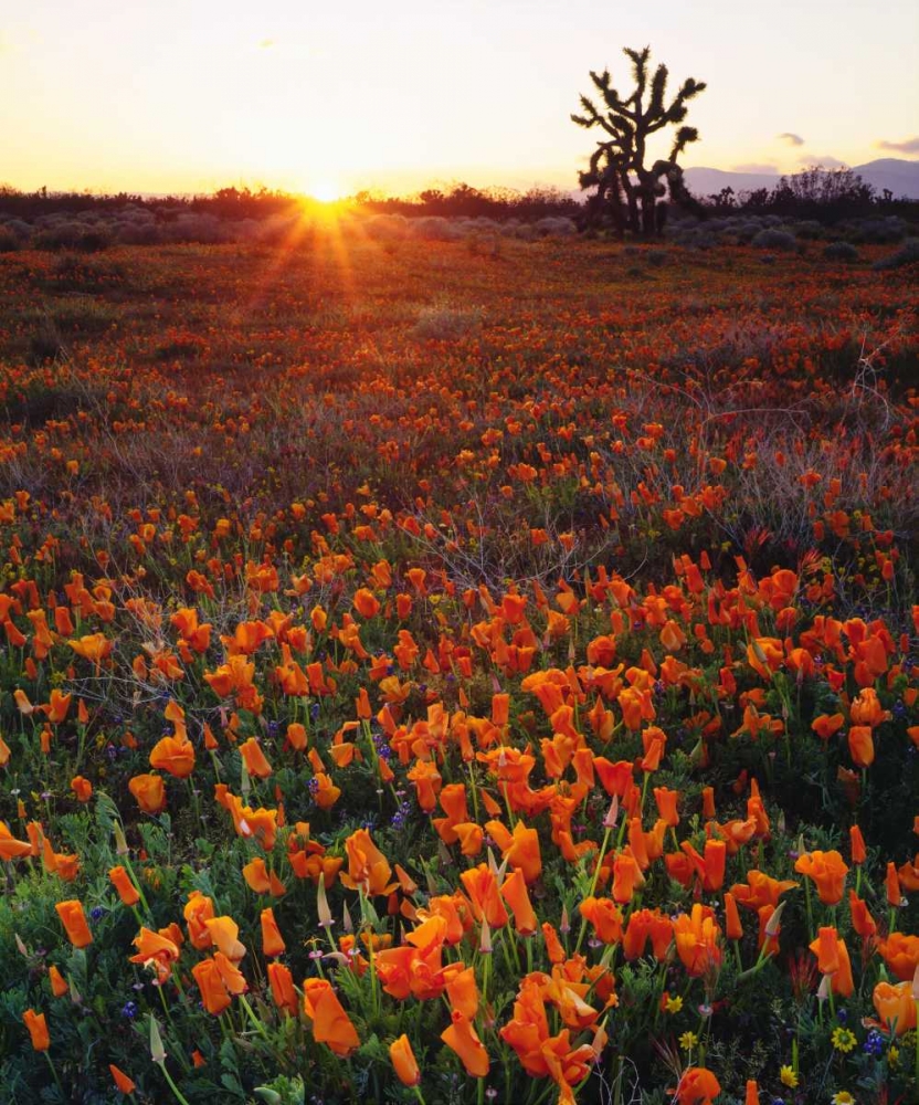 Wall Art Painting id:134767, Name: CA, California Poppies and a Joshua Tree, Artist: Talbot Frank, Christopher