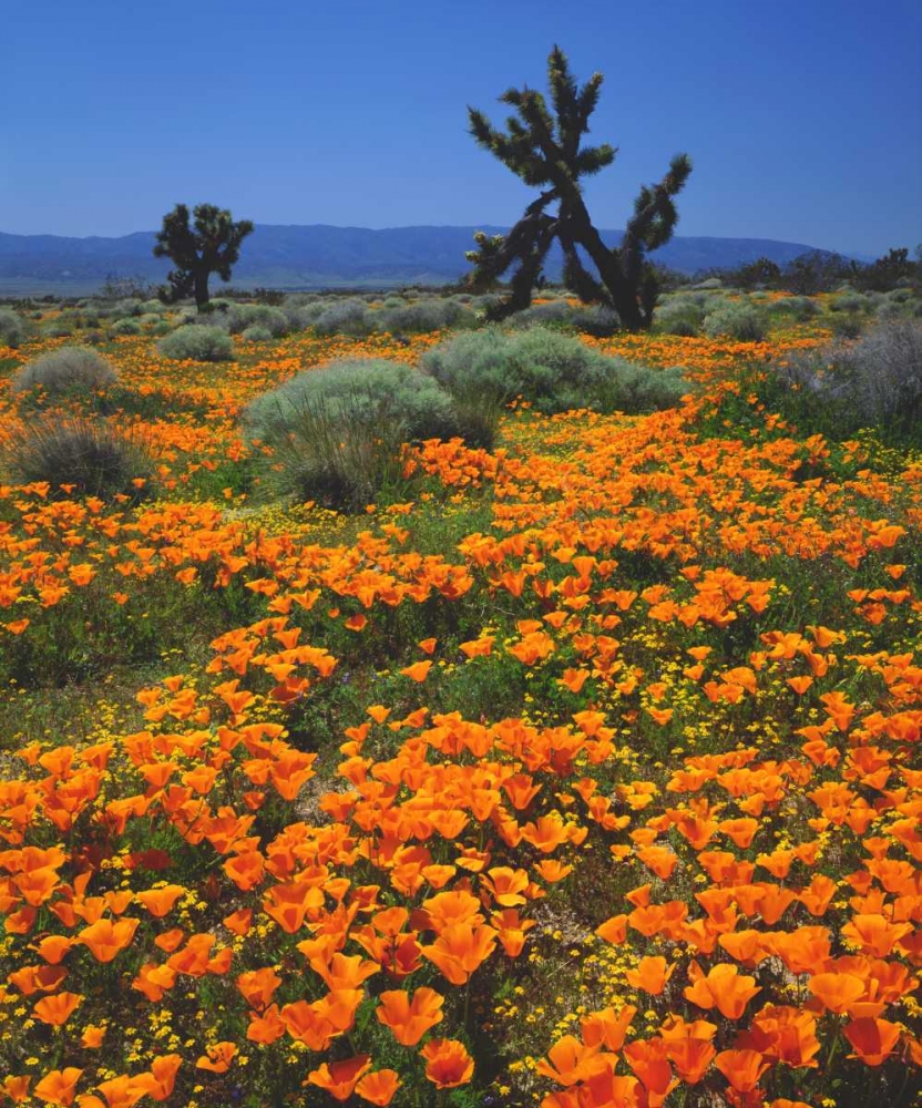 Wall Art Painting id:134768, Name: CA, California Poppies and a Joshua Tree, Artist: Talbot Frank, Christopher