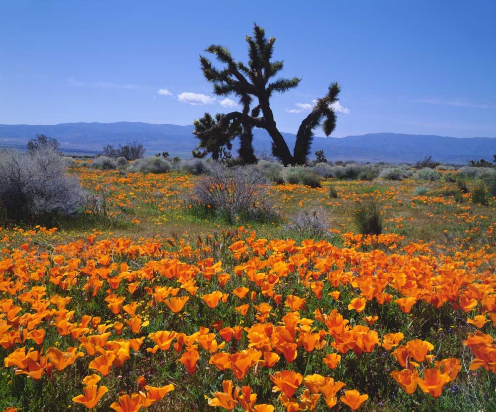 Wall Art Painting id:134766, Name: CA, California Poppies and a Joshua Tree, Artist: Talbot Frank, Christopher