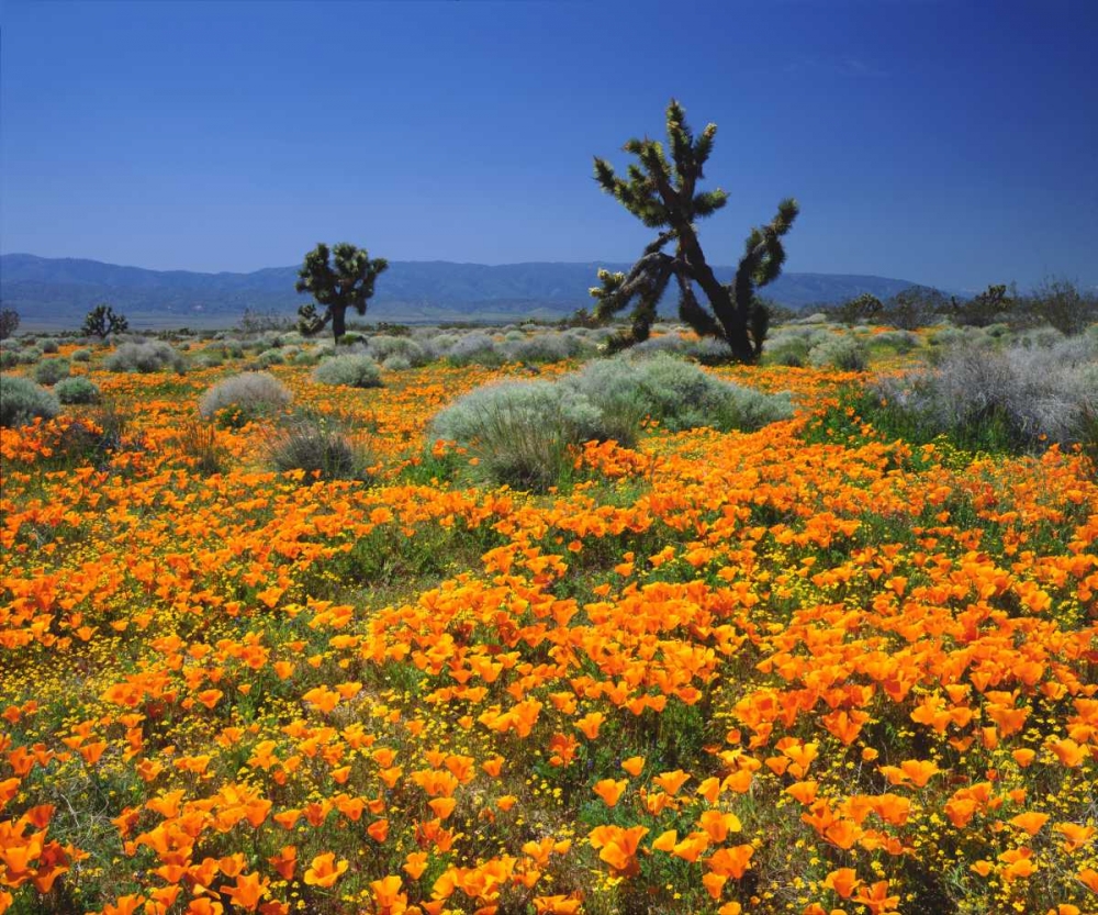 Wall Art Painting id:134872, Name: CA, California Poppies and the Joshua Trees, Artist: Talbot Frank, Christopher