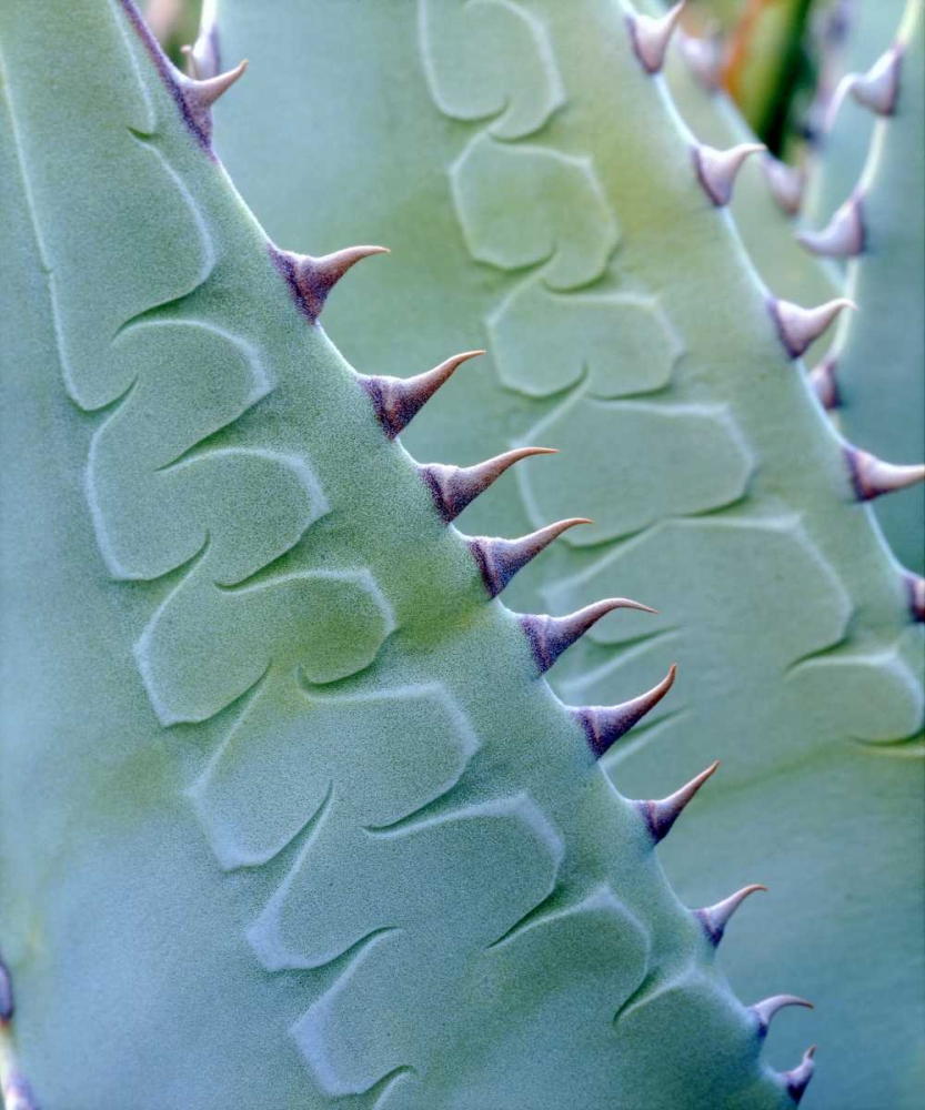 Wall Art Painting id:135097, Name: California, Jacumba Patterns of an Agave plant, Artist: Talbot Frank, Christopher