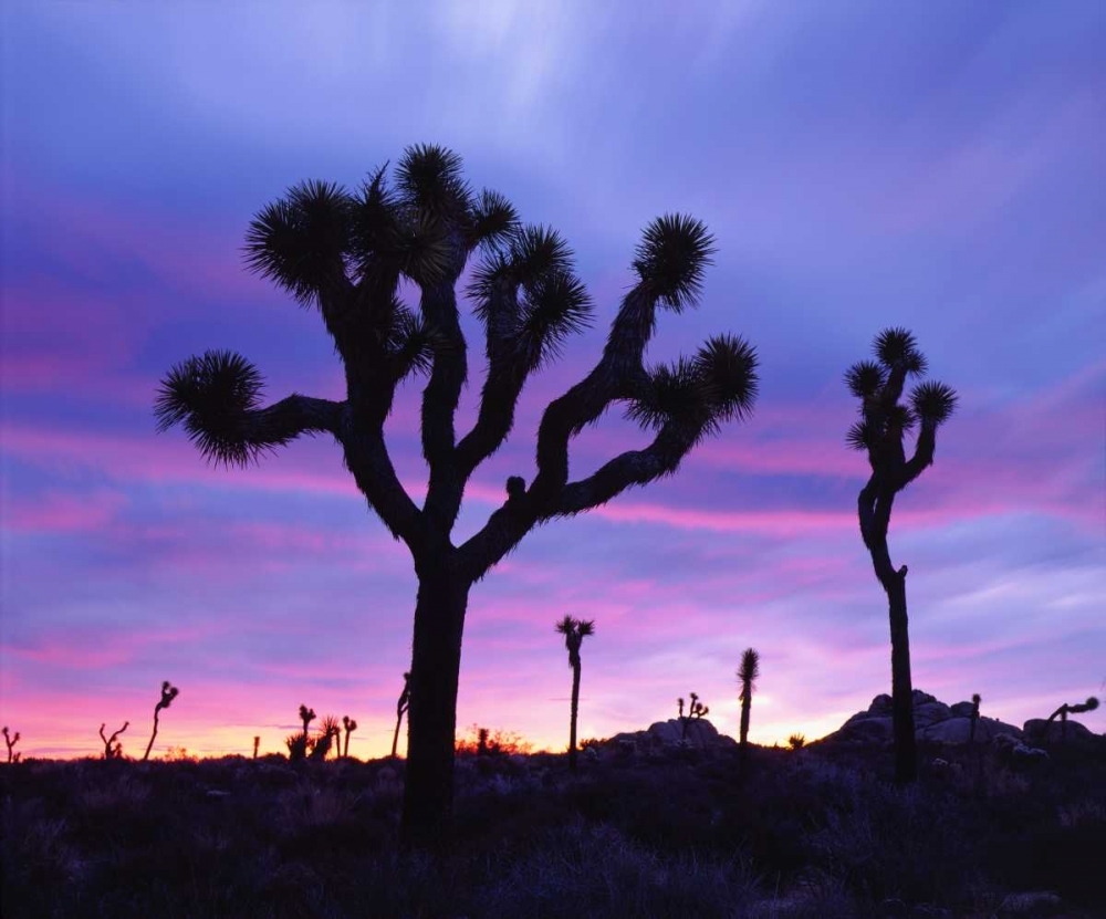 Wall Art Painting id:134709, Name: California, Joshua Tree NP at Sunrise, Artist: Talbot Frank, Christopher