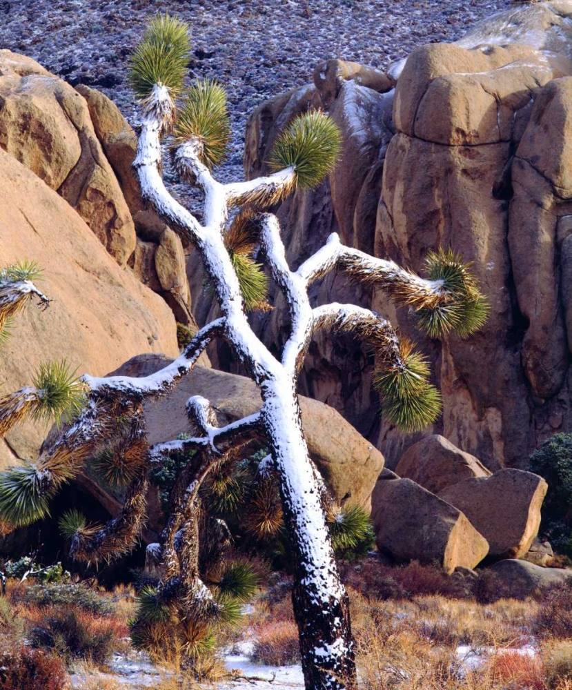 Wall Art Painting id:134699, Name: California Snow-covered Joshua Tree, Artist: Talbot Frank, Christopher