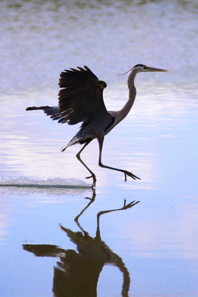 Wall Art Painting id:135035, Name: California, Lakeside, Great Blue Heron Landing, Artist: Talbot Frank, Christopher